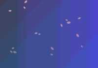 Sakura Falling Effect In Vanilla JavaScript - sakura.js