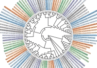 Newick Tree & NEXUS Tree Generator With JavaScript And SVG - Treelib