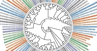 Newick Tree & NEXUS Tree Generator With JavaScript And SVG - Treelib