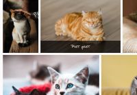 Responsive Justified Photo Gallery In JavaScript - flow-gallery