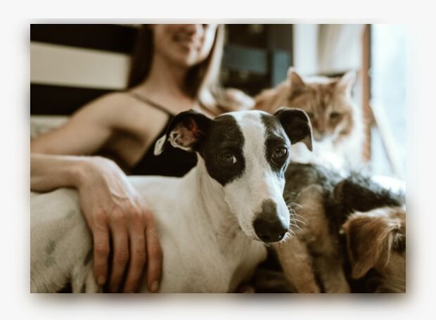Colorful & Blurred Shadows For Images – Cosha