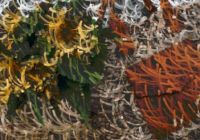 Apply Fancy Pixel Particle Animations To Images - Pict2Pix.js
