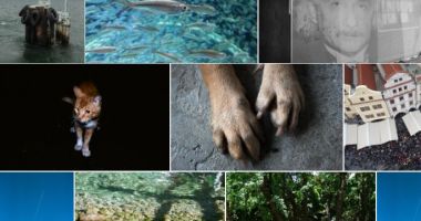 Flickr-like Photo Grid In Vanilla JavaScript