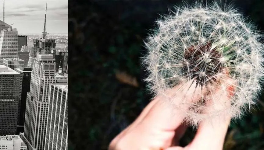 Minimal Draggable Swipeable Image Carousel/Slider In Vanilla JavaScript