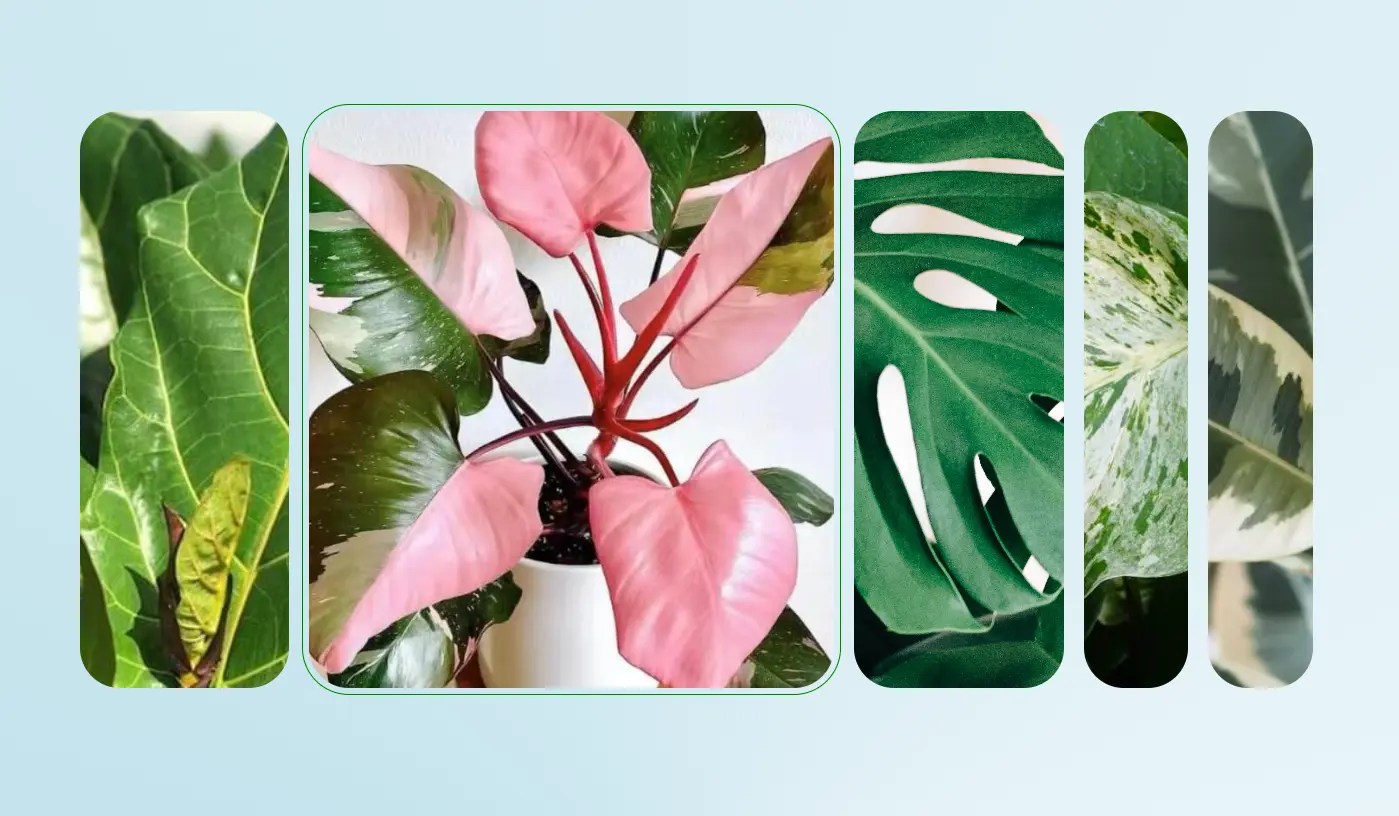 Expand and Collapse Images With A CSS Accordion Slider