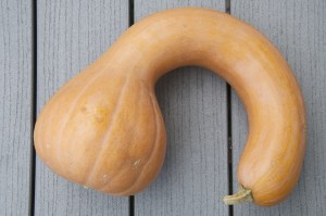Neck-Pumpkin