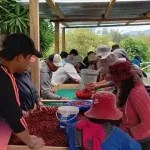 coffee-workers
