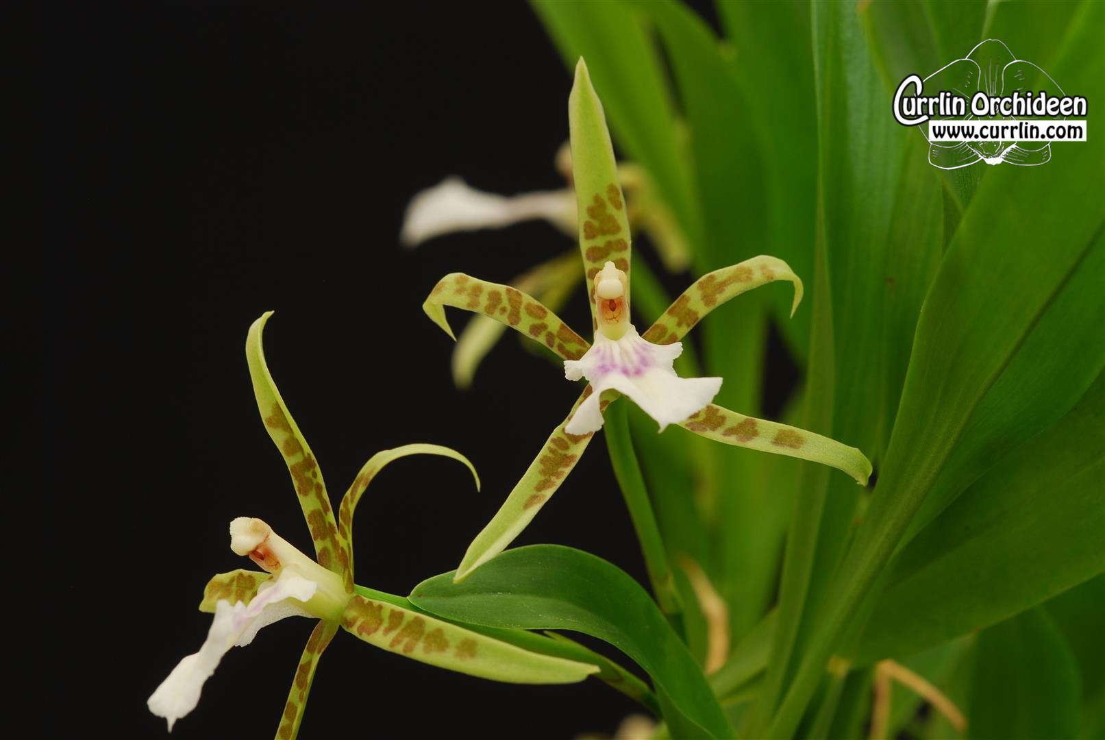 Aspasia Lunata Currlin Orchideen