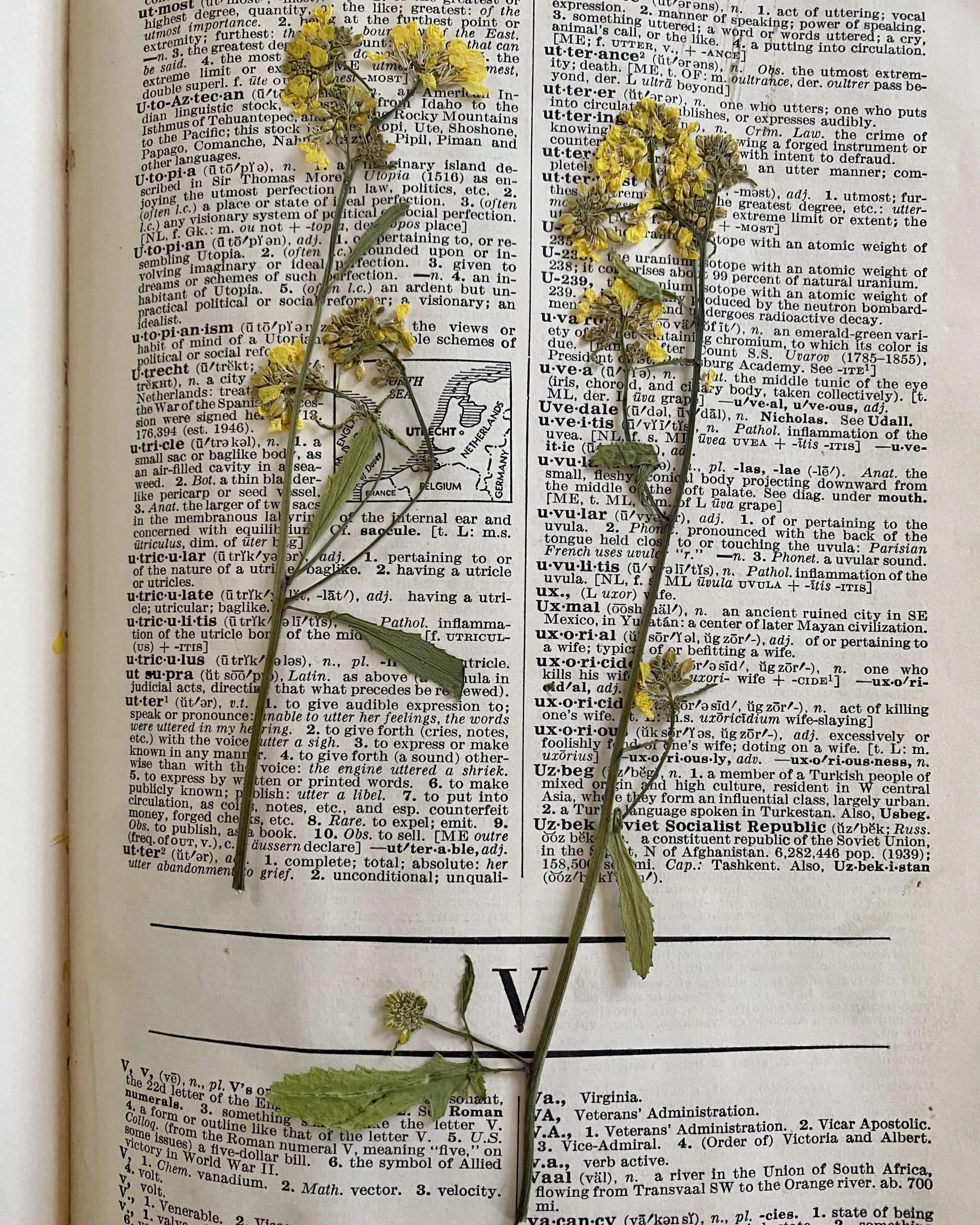 pressedflowerinbook