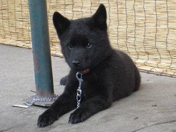 甲斐犬 かわいい 甲斐犬のかわいい寫真50選 みんなのペットライフ翻譯此網頁 Efbjo