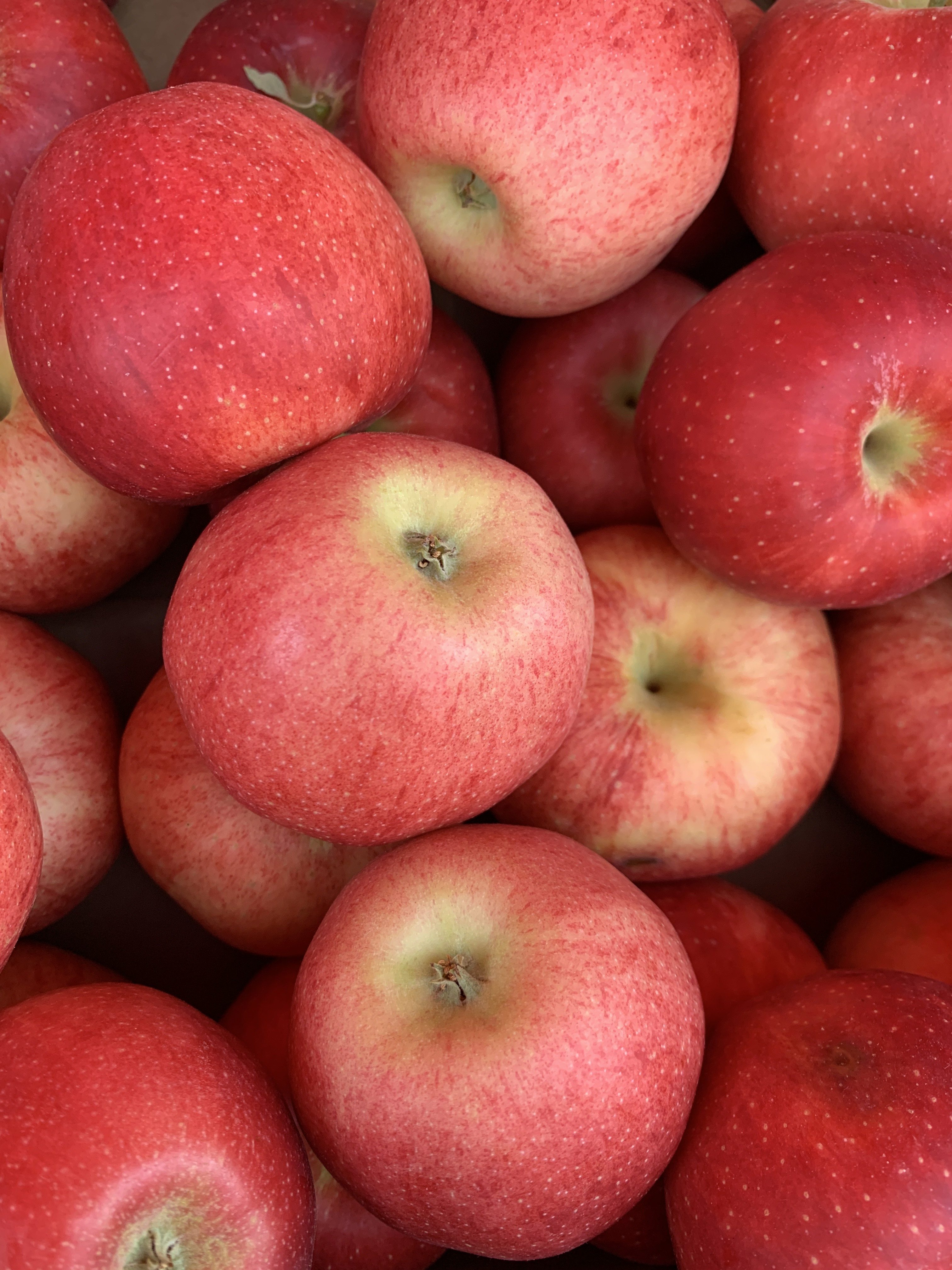 Late August brings the first apples of the year, and luckily, with so many varieties we never grow tired of these juicy and crunchy treats. (Boulder County Farmers Markets ??