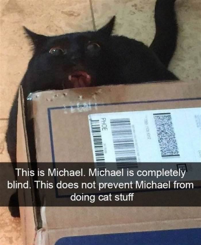 Regular old treats and toys are great, but you're on the hunt for the coolest cat stuff there is online — and we're here to help you on that . cat stuff