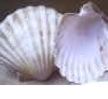 Conchas