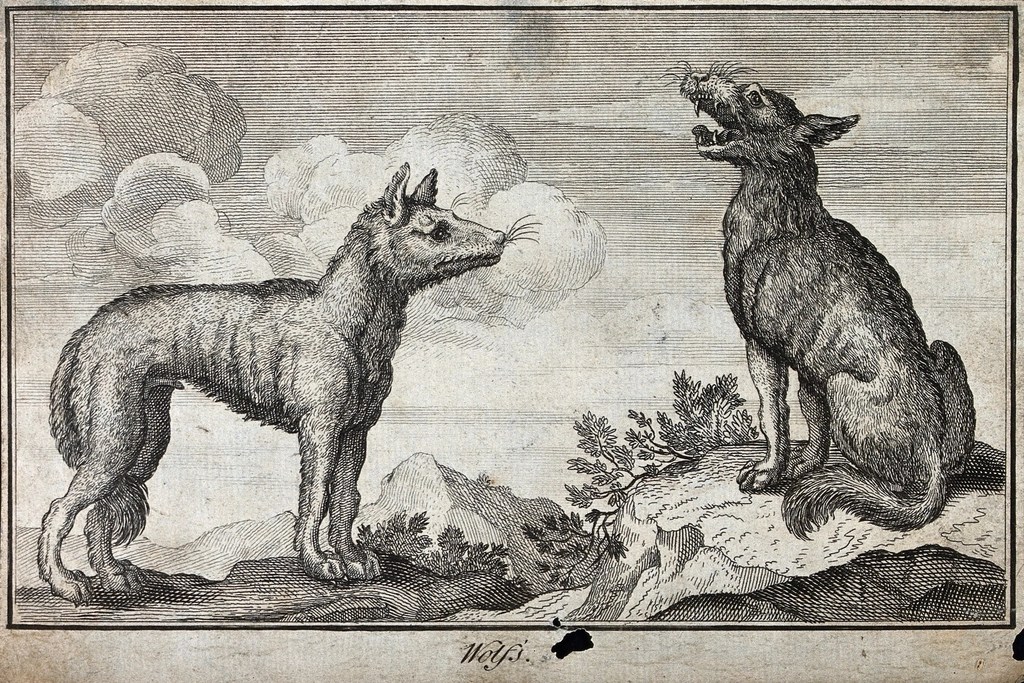 Two wolves, one sits and