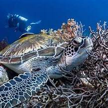 Tortue marine nageant dans les eaux claires des îles Similan