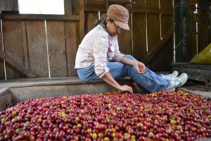Ms. Ada Amaya inspecting coffee grains