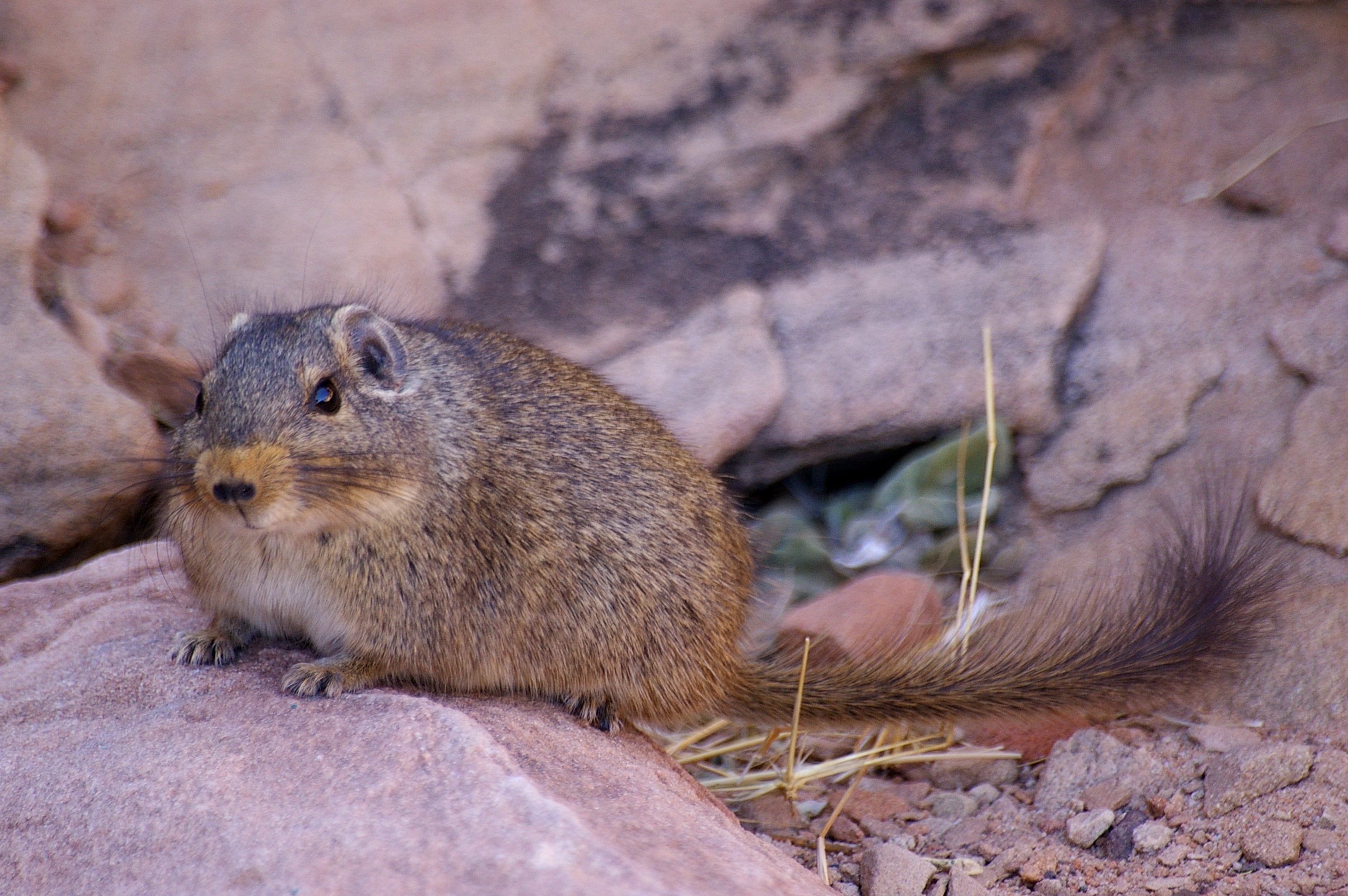 Ratten Im Garten Bekampfen Die Besten Tipps Focus De