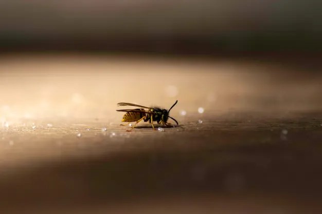 A close-up shot of a wasp.