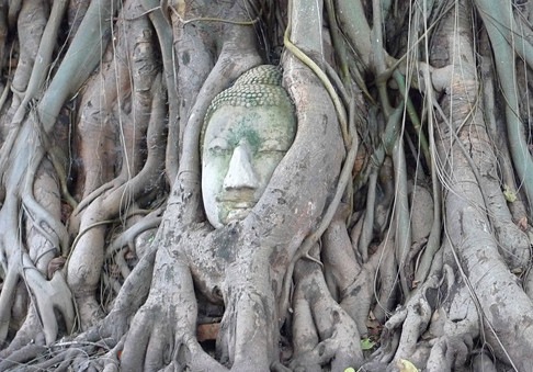 樹中佛像 泰國|大城】泰國七大奇觀樹中佛頭：瑪哈泰寺Wat Mahathat - 大衛營