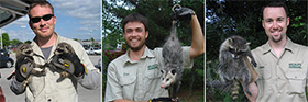 Washington dc animal removal, wildlife control, critter trapping