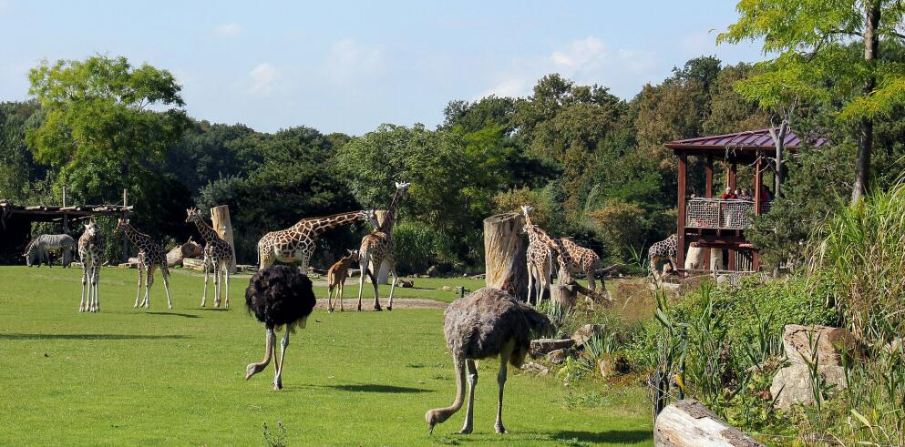🐒 zoo leipzig + hotel inkl. frühstück für die ganze familie
