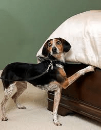 Here are 10 remedies, including both pharmaceutical and home treatments. K9 Detection In In Debug Your Bed