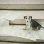chiot