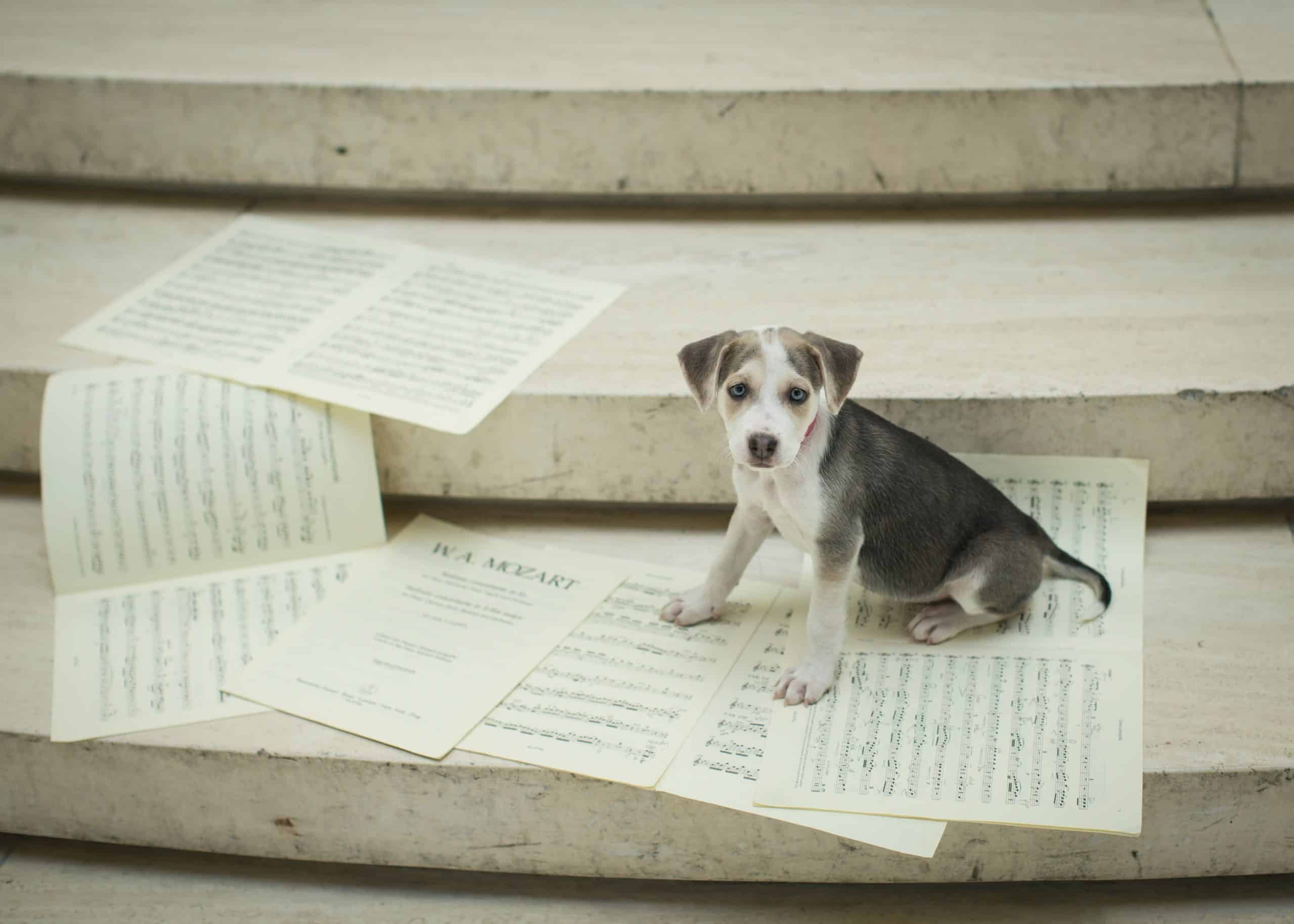 chiot
