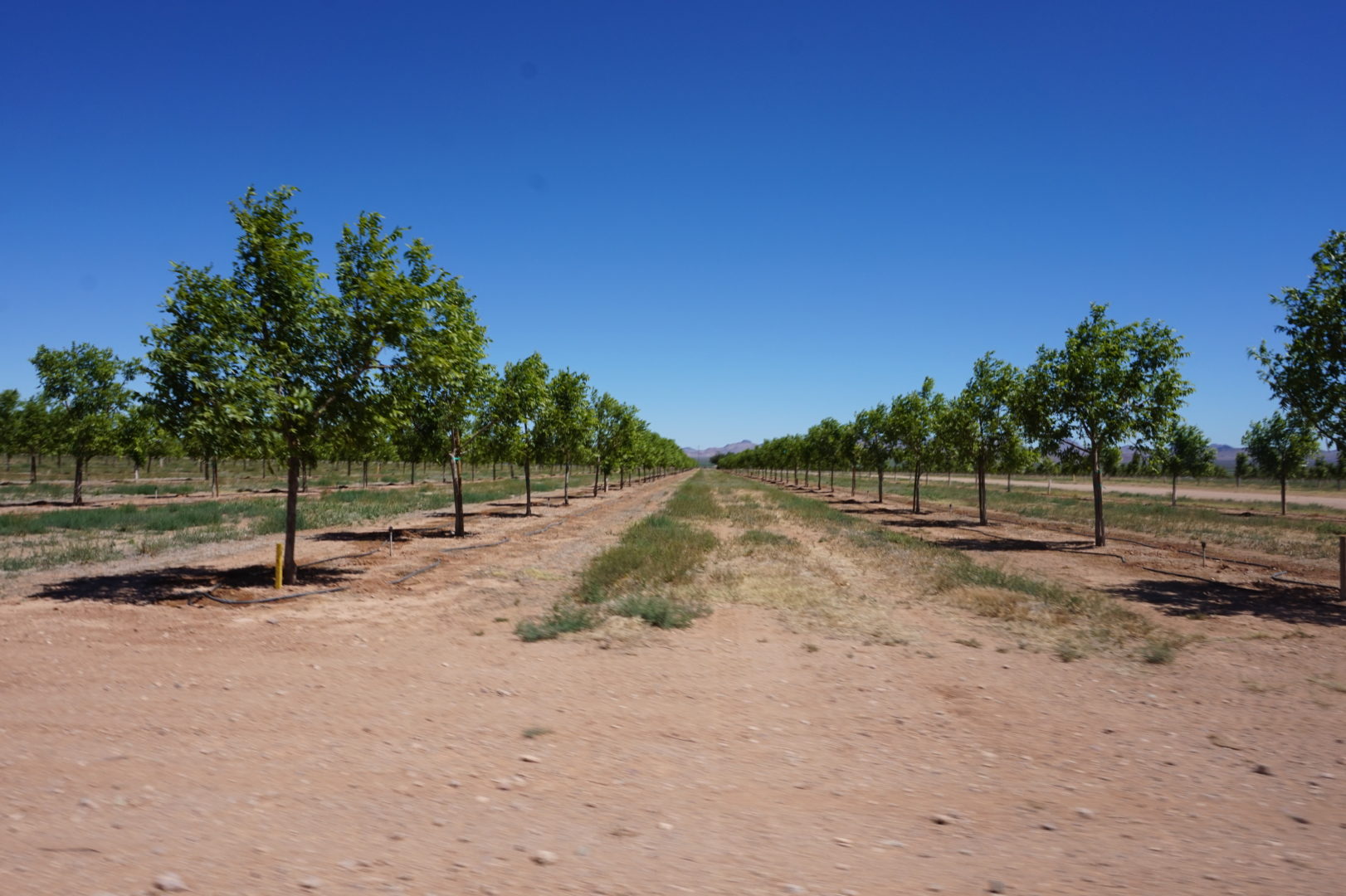 118+ Flat Acres Bordered by BLM and State Land – New Orchards Developed Nearby