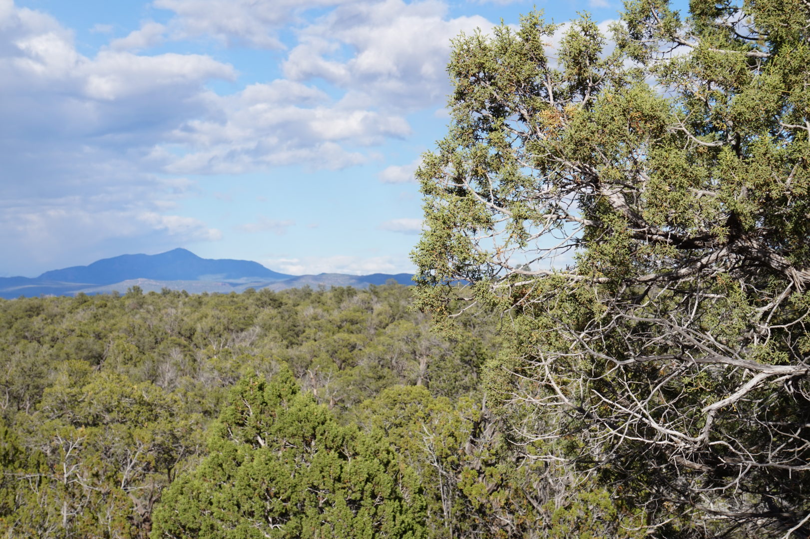 20 Acres with Trees and Hilltop Views in AZ!