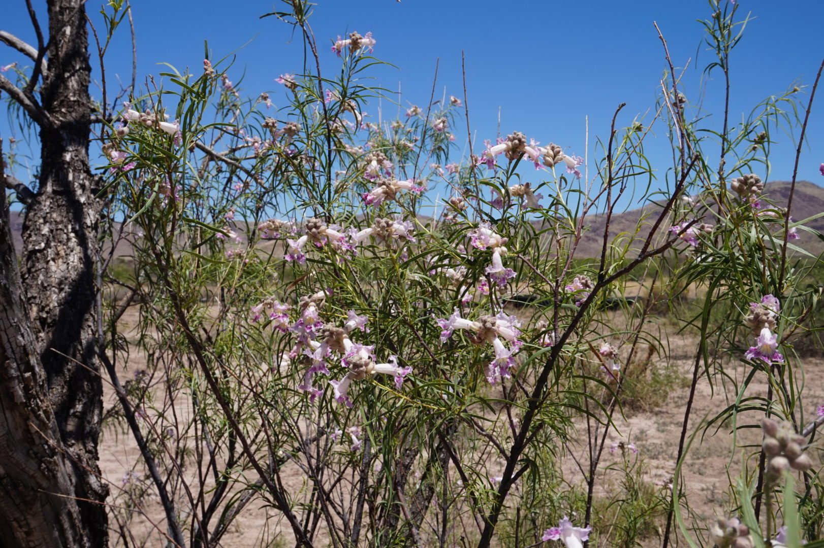 40 Acres w/Well and Power at Property Line