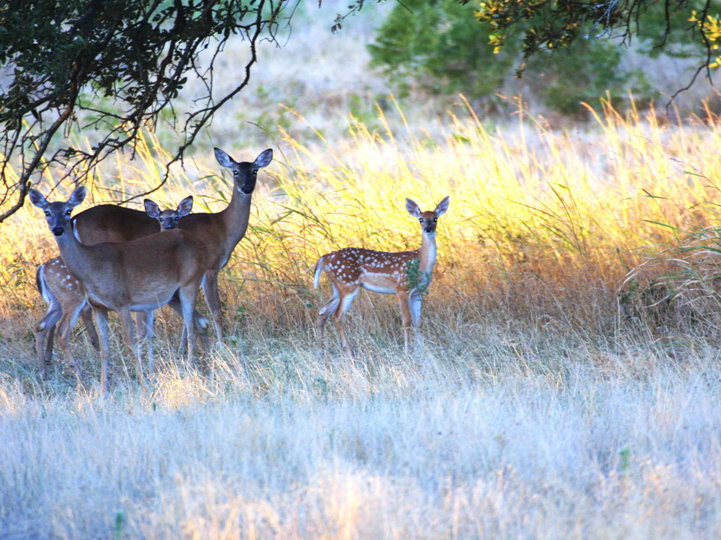 18 Acres Bursting with Wildlife, Trees and Meadows