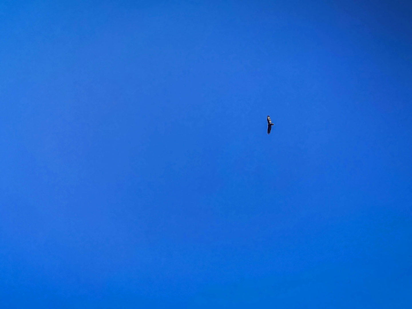 18 Acres Bursting with Wildlife, Trees and Meadows