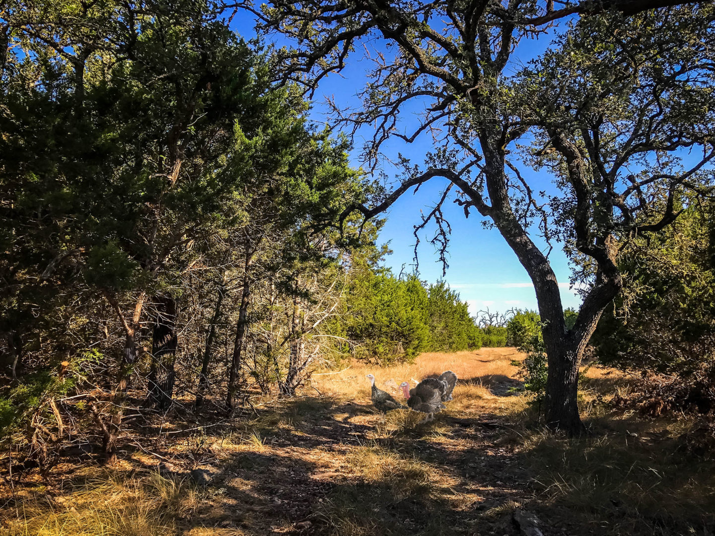 18 Acres Bursting with Wildlife, Trees and Meadows