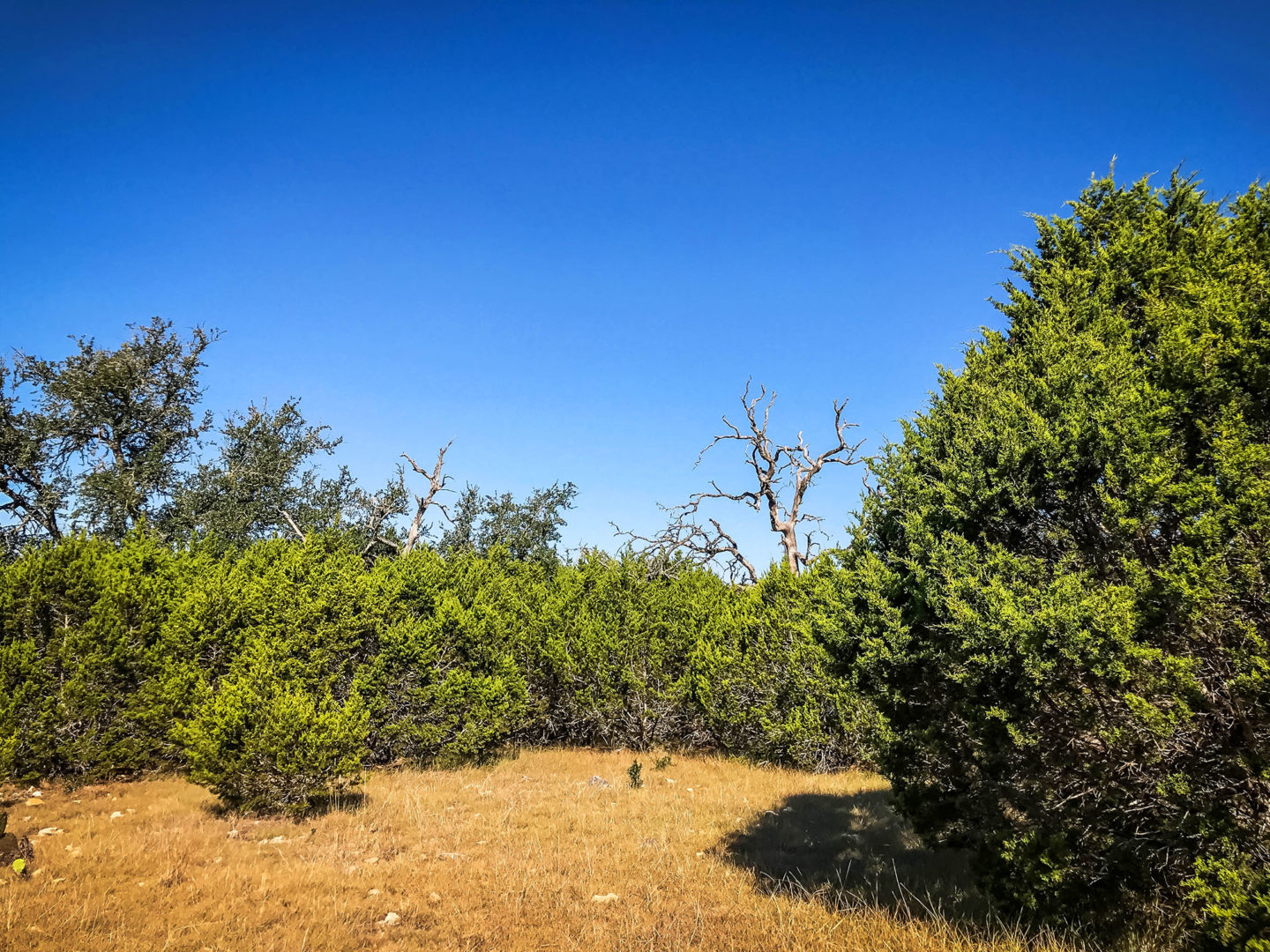 18 Acres Bursting with Wildlife, Trees and Meadows