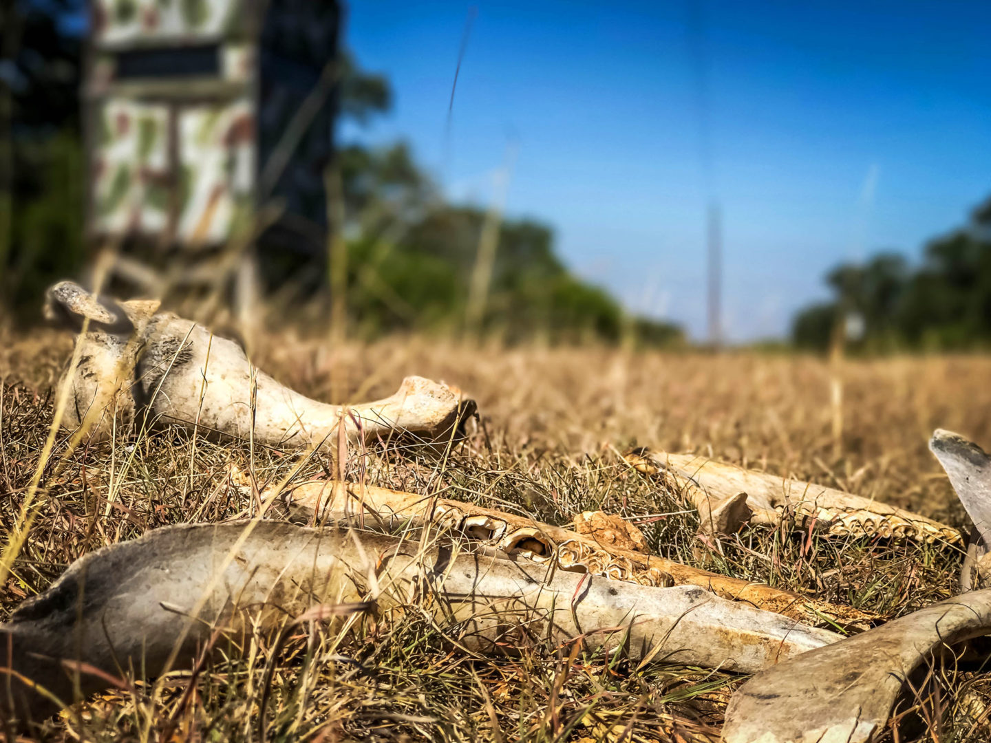 18 Acres Bursting with Wildlife, Trees and Meadows