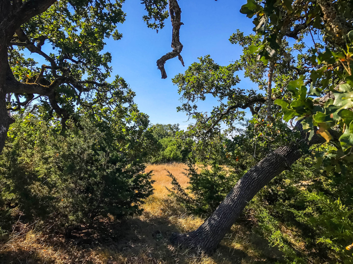 18 Acres Bursting with Wildlife, Trees and Meadows