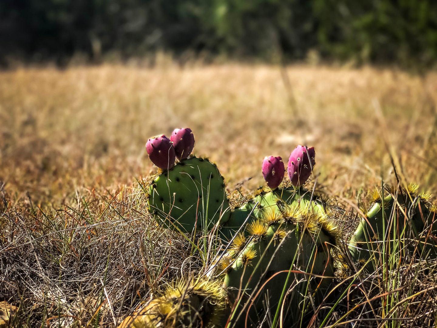 18 Acres Bursting with Wildlife, Trees and Meadows