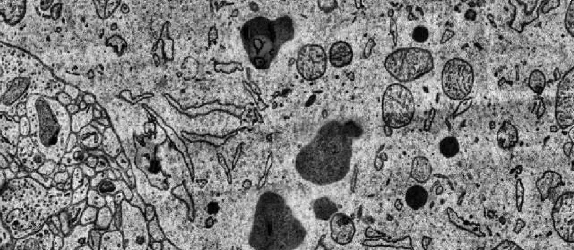 Brain Sciences Special Issue Brain Network Connectivity Analysis In - 4K Dark Wallpapers for Desktop