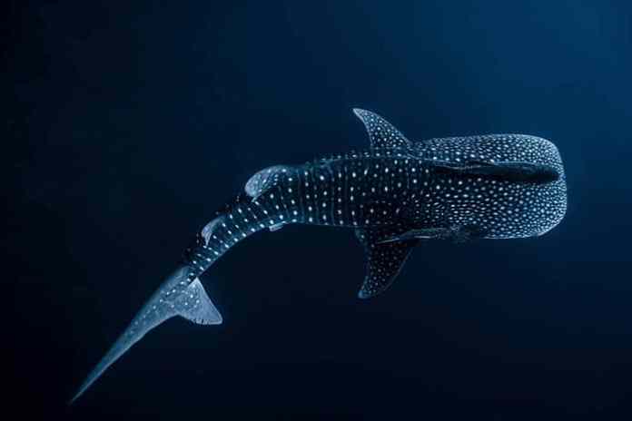 At the right time of the year you can see Whale Sharks when on a Maldives Liveaboard