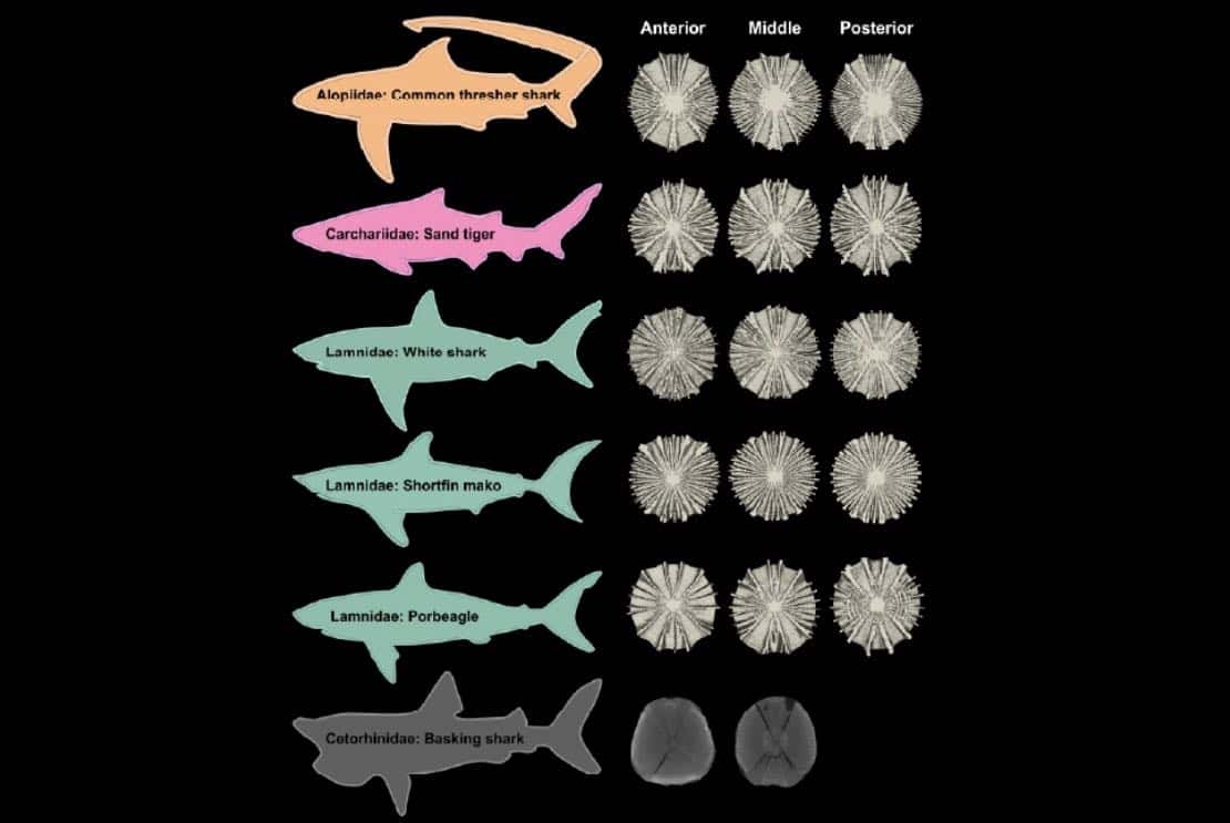 Shark Spines Revealed: How Different Species Swim with Unique Biomechanics (2026)