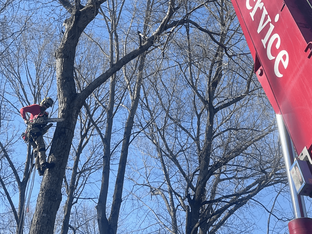 DeForest Tree Service Highlights Essential Tree Trimming Practices for Virginia Beach Property Owners