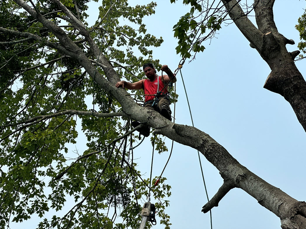 Tree Care Service