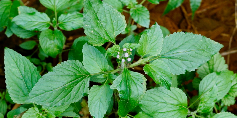 Daun bandotan: ciri-ciri, khasiat, dan efek sampingnya • deherba.com