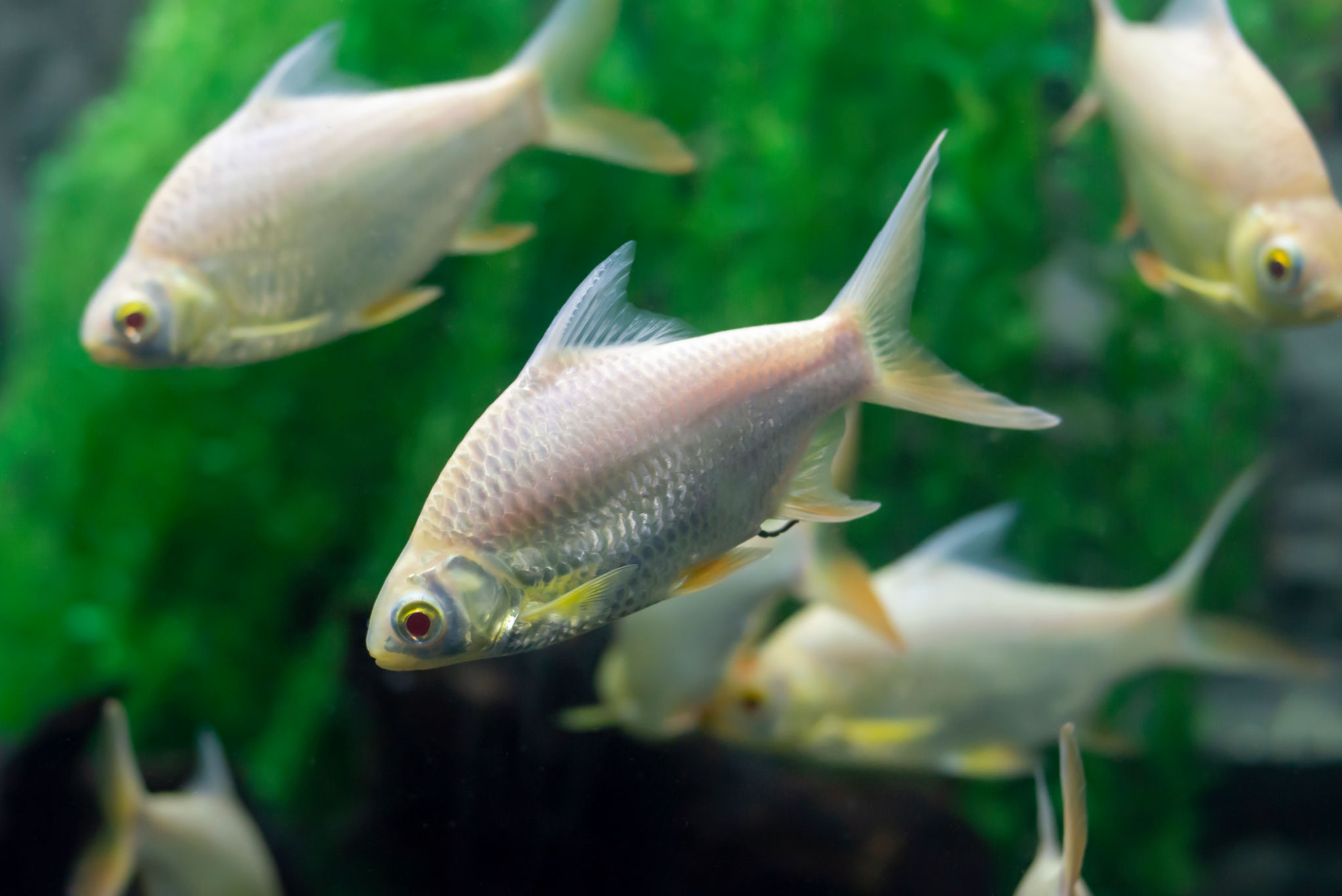 Indonesia nomor tiga terkaya di dunia. Ikan Endemik Indonesia Yang Dapat Dikonsumsi