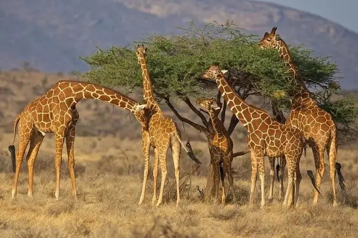 Girraffes witnessed during a kenya safari from India game drive