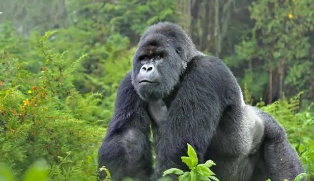 gorilla trekking in Uganda and Rwanda