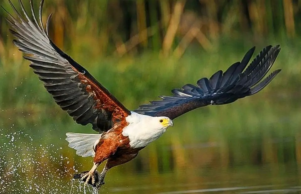 African fish eagle; One of bird species found in Kenya