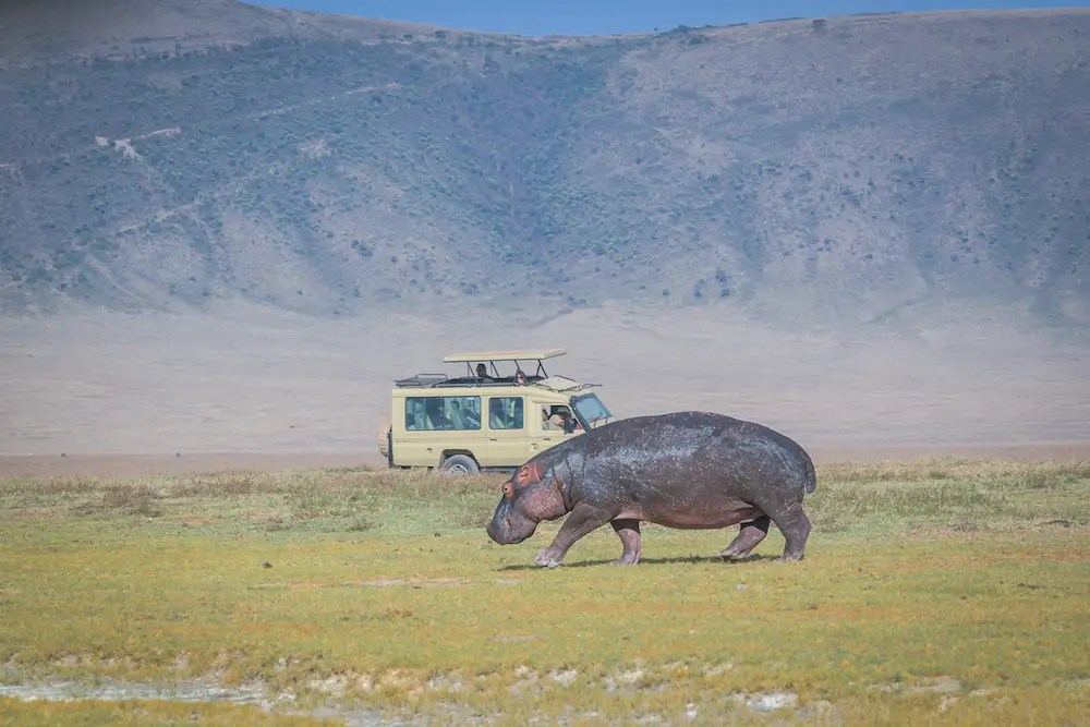 Hippo siting at Ngorongoro Crater