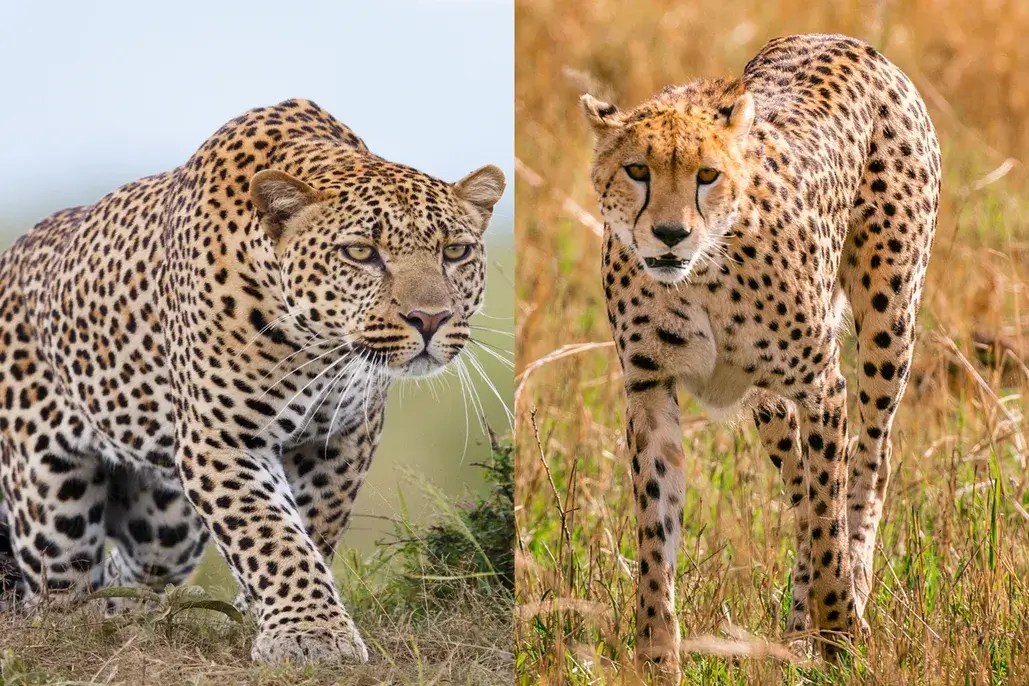 cheetah vs leopard; learn the key differences